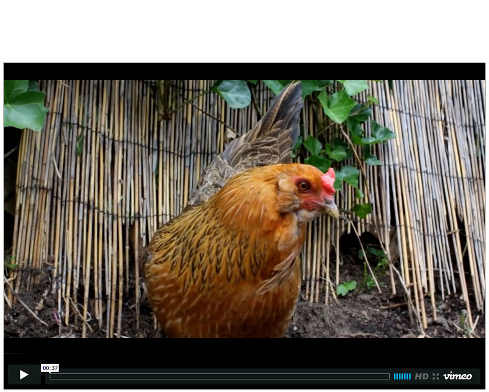 MyPanera MyInterest video series - Backyard Chickens